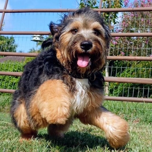 Walter, an adopted mixed breed in Lake Station, IN image 6/6