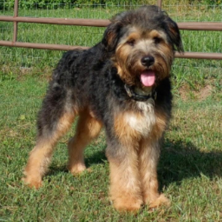 Walter, an adopted mixed breed in Lake Station, IN image 4/6