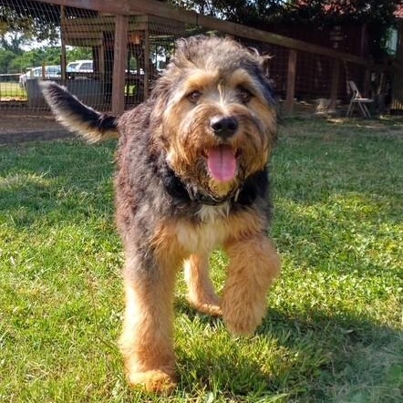 Walter, an adopted mixed breed in Lake Station, IN image 5/6