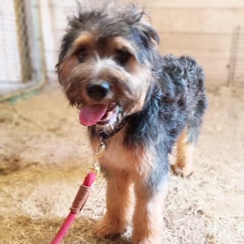 Walter, an adopted mixed breed in Lake Station, IN image 3/6