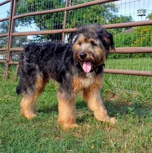 Walter, an adopted mixed breed in Lake Station, IN image 2/6