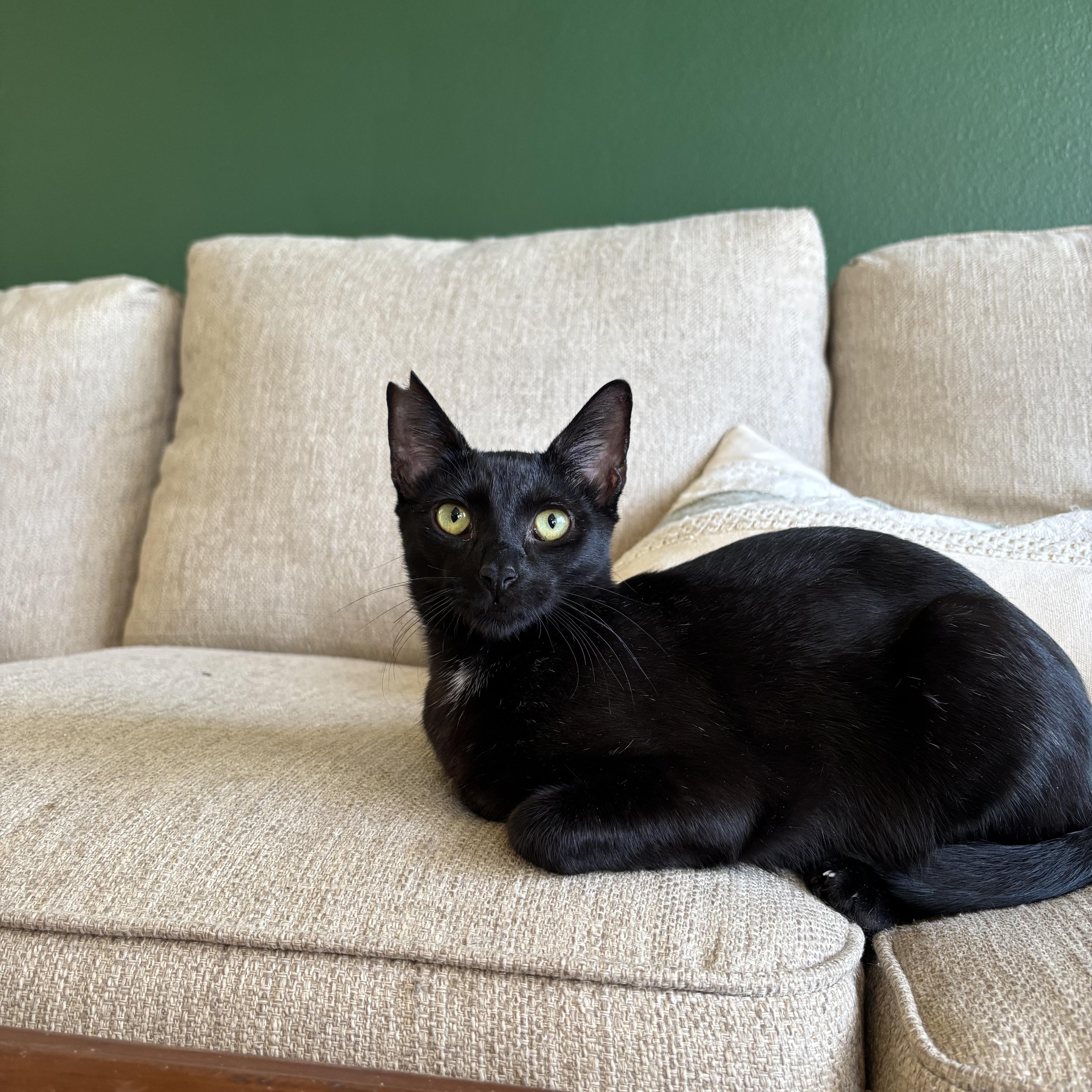 Enlarge Nightfury, a Adoptable Domestic Short Hair in Honolulu, HI image 2/5