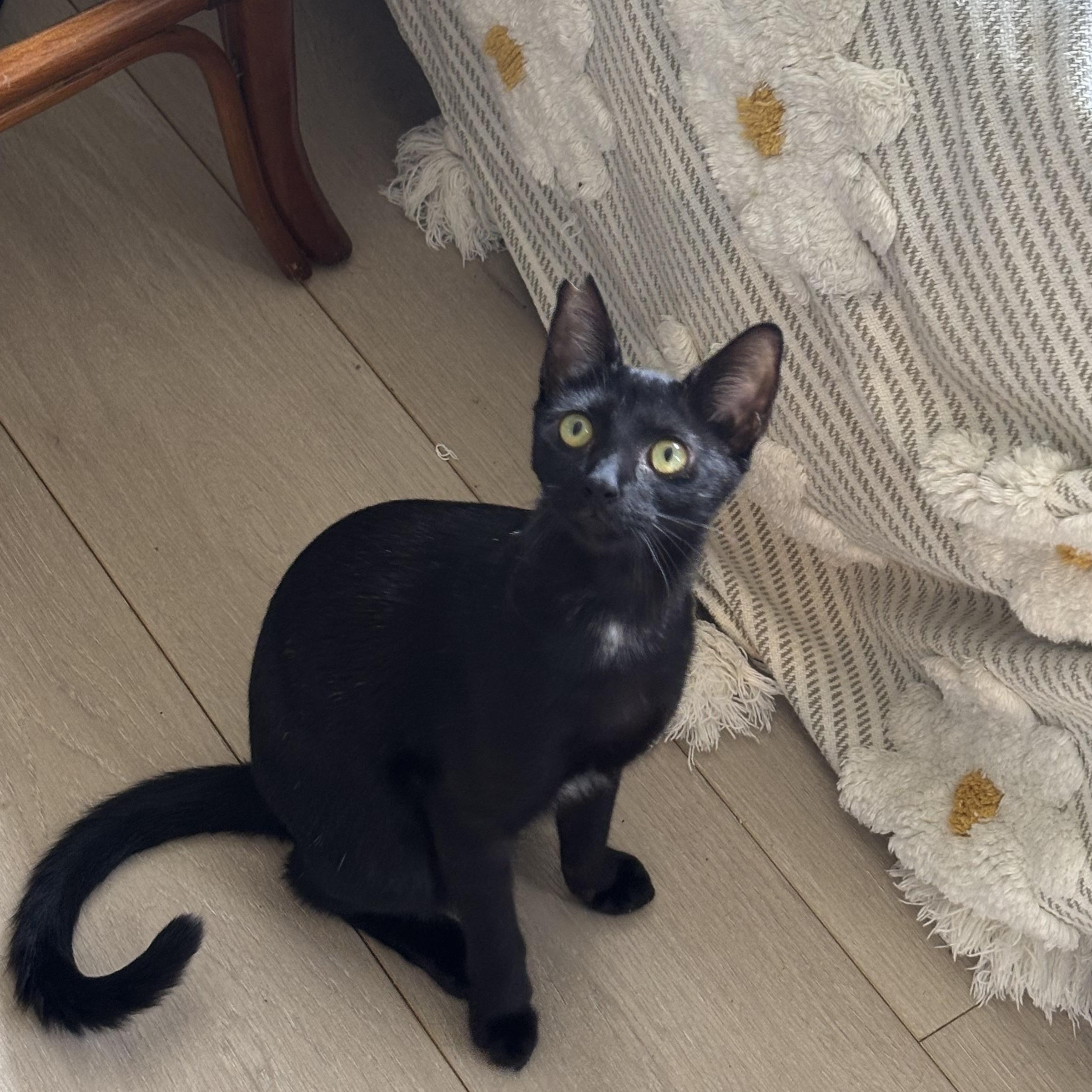 Enlarge Nightfury, a Adoptable Domestic Short Hair in Honolulu, HI image 3/5