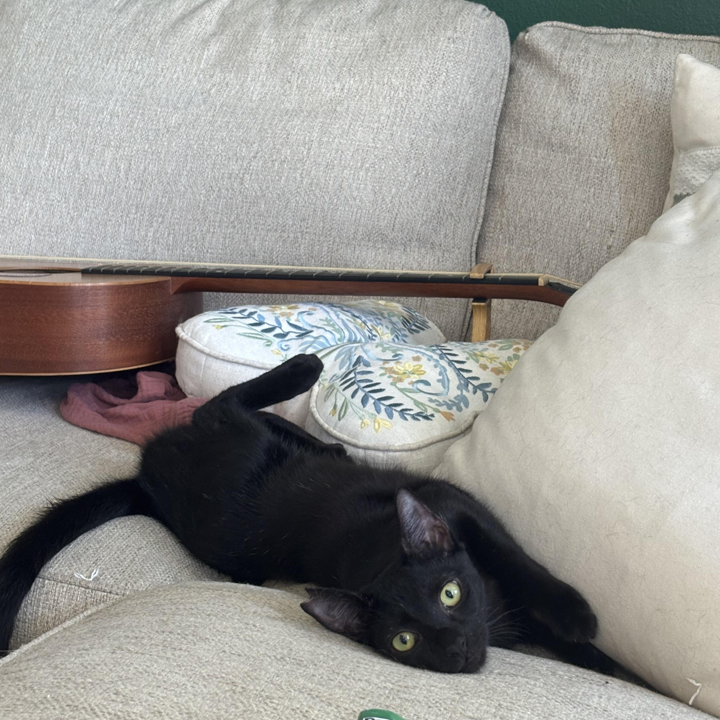 Enlarge Nightfury, a Adoptable Domestic Short Hair in Honolulu, HI image 4/5