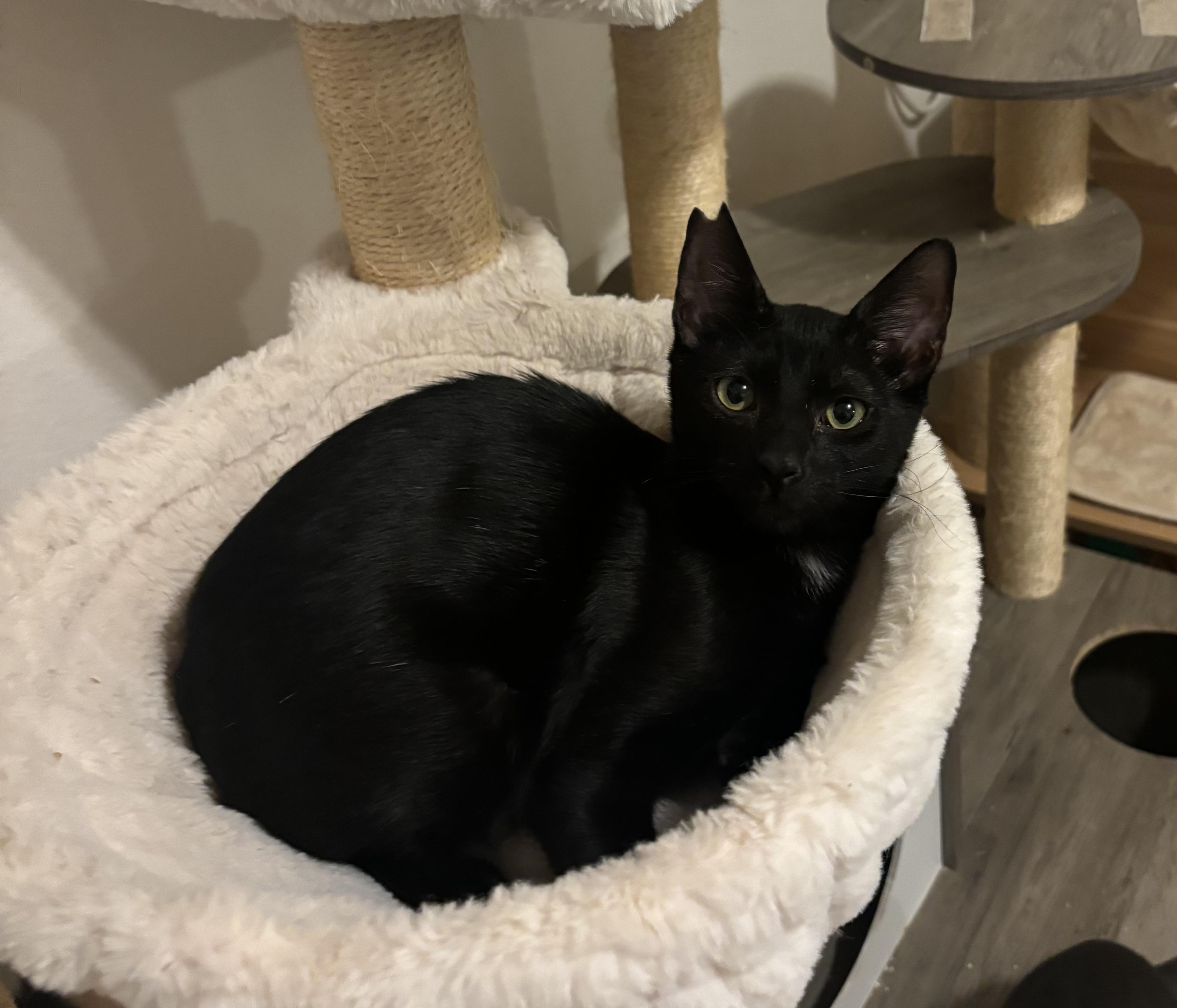 Enlarge Nightfury, a Adoptable Domestic Short Hair in Honolulu, HI image 5/5