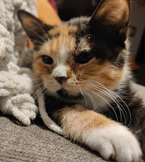 Elizabeth, Willow Grove area (FCID 11/04/2025-136)