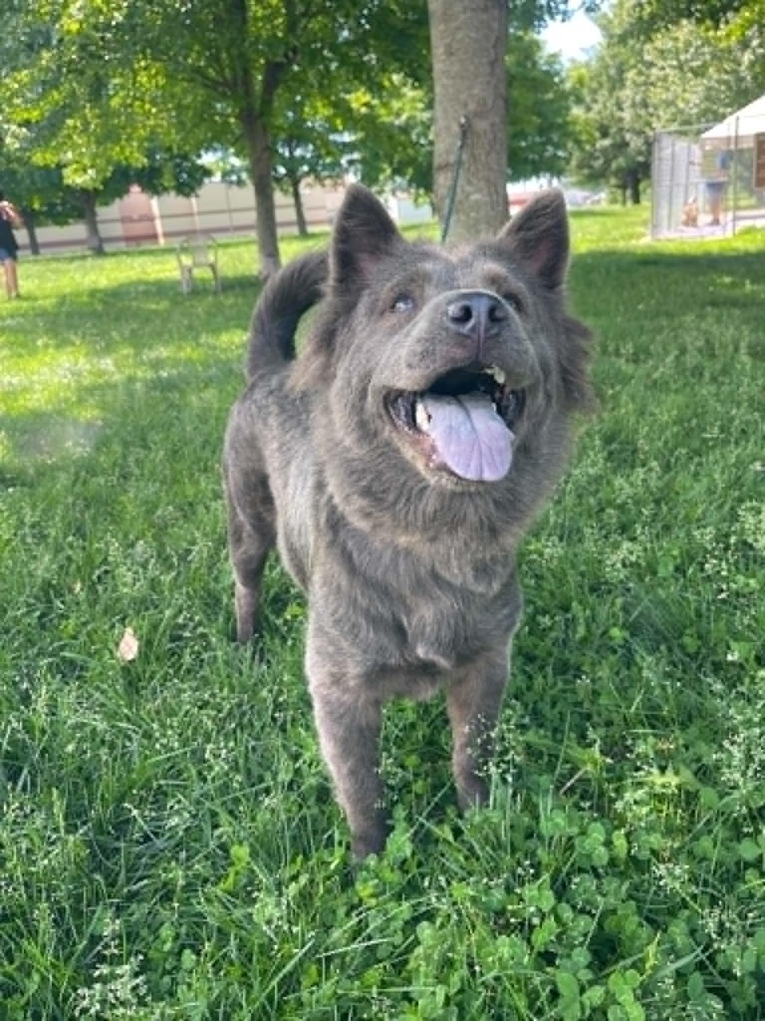 Enlarge Ash, an adopted mixed breed in Springfield, IL image 2/4