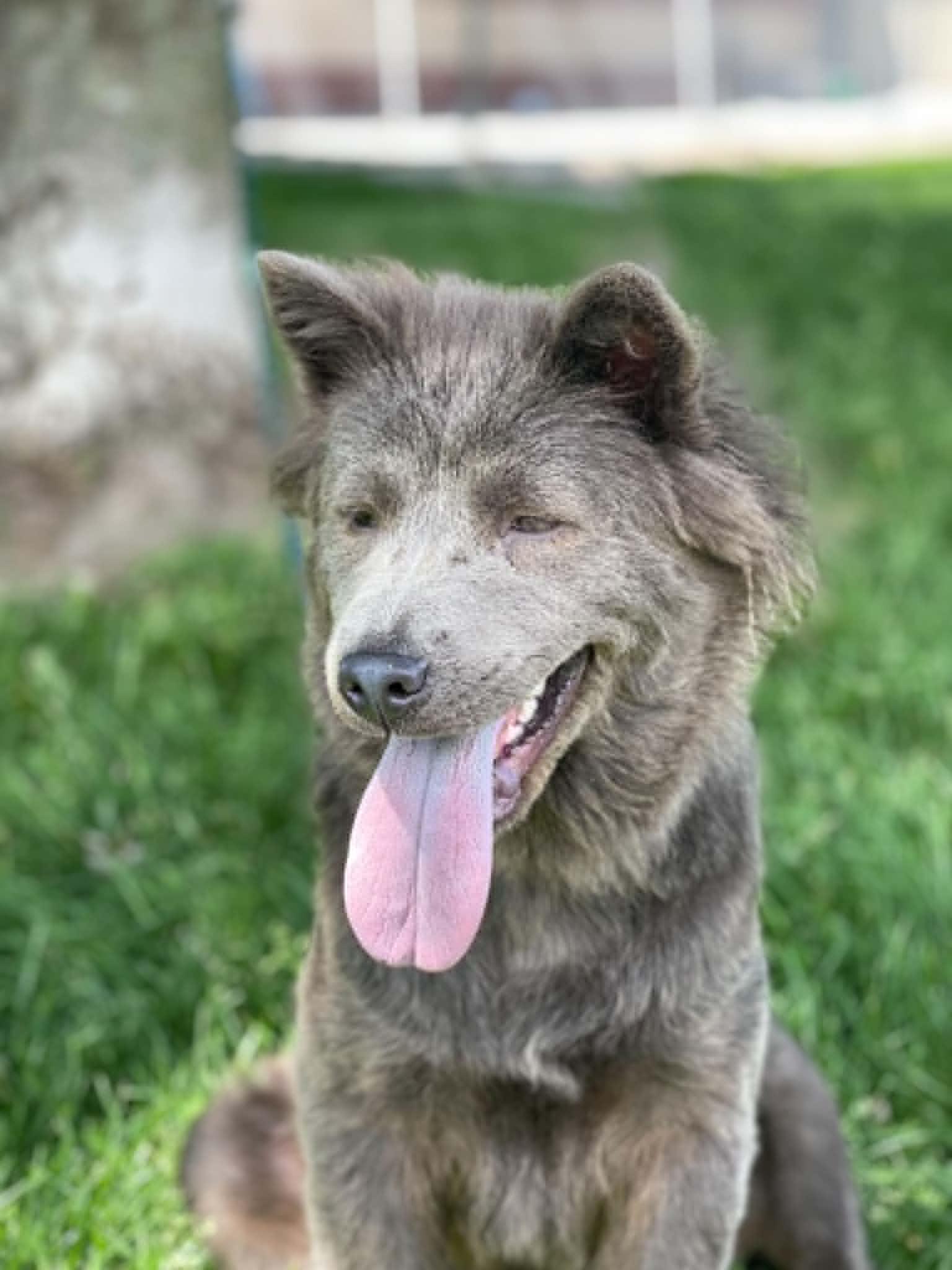 Enlarge Ash, an adopted mixed breed in Springfield, IL image 3/4