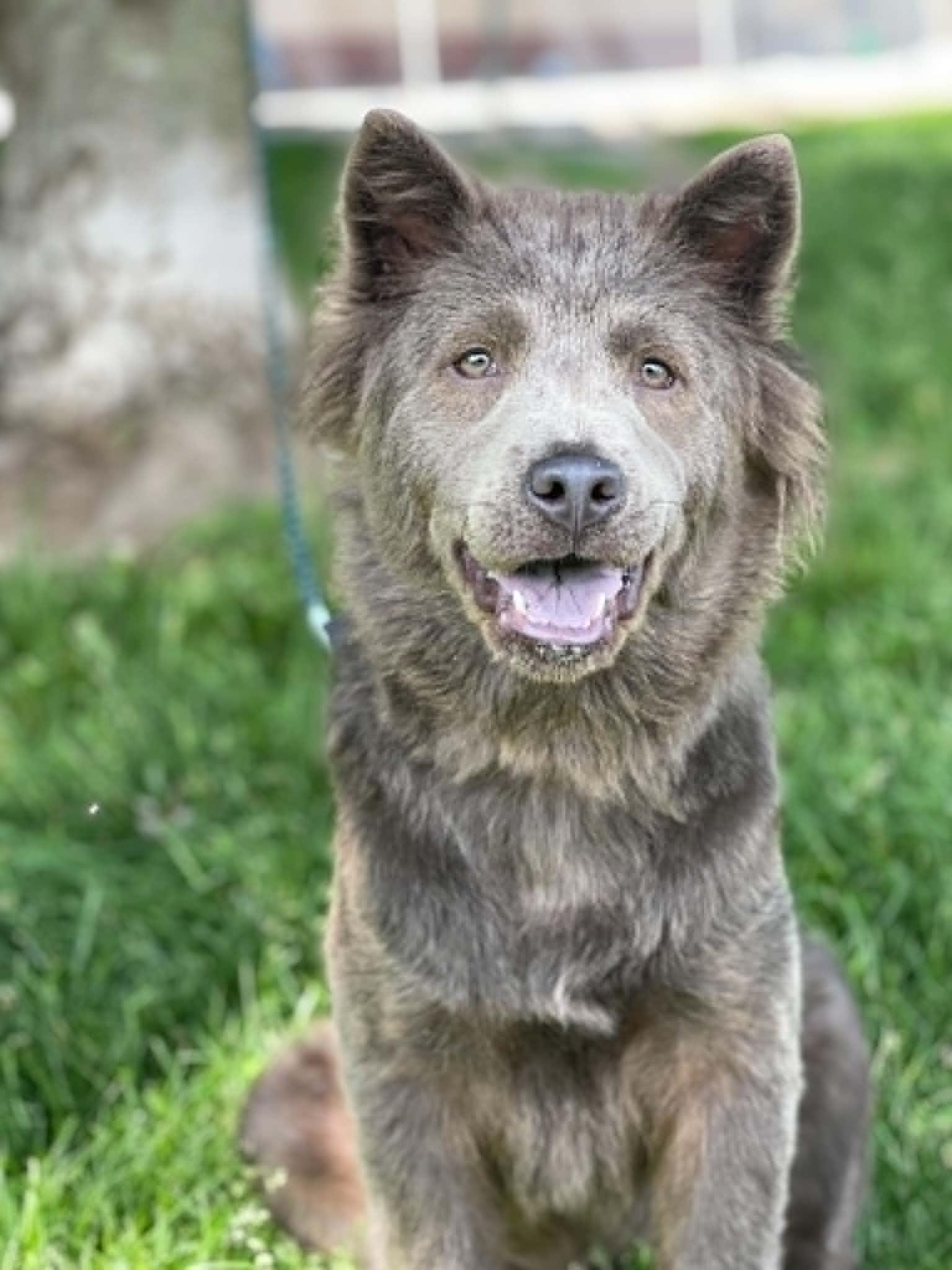 Ash, adopted, Young Female Chow Chow.