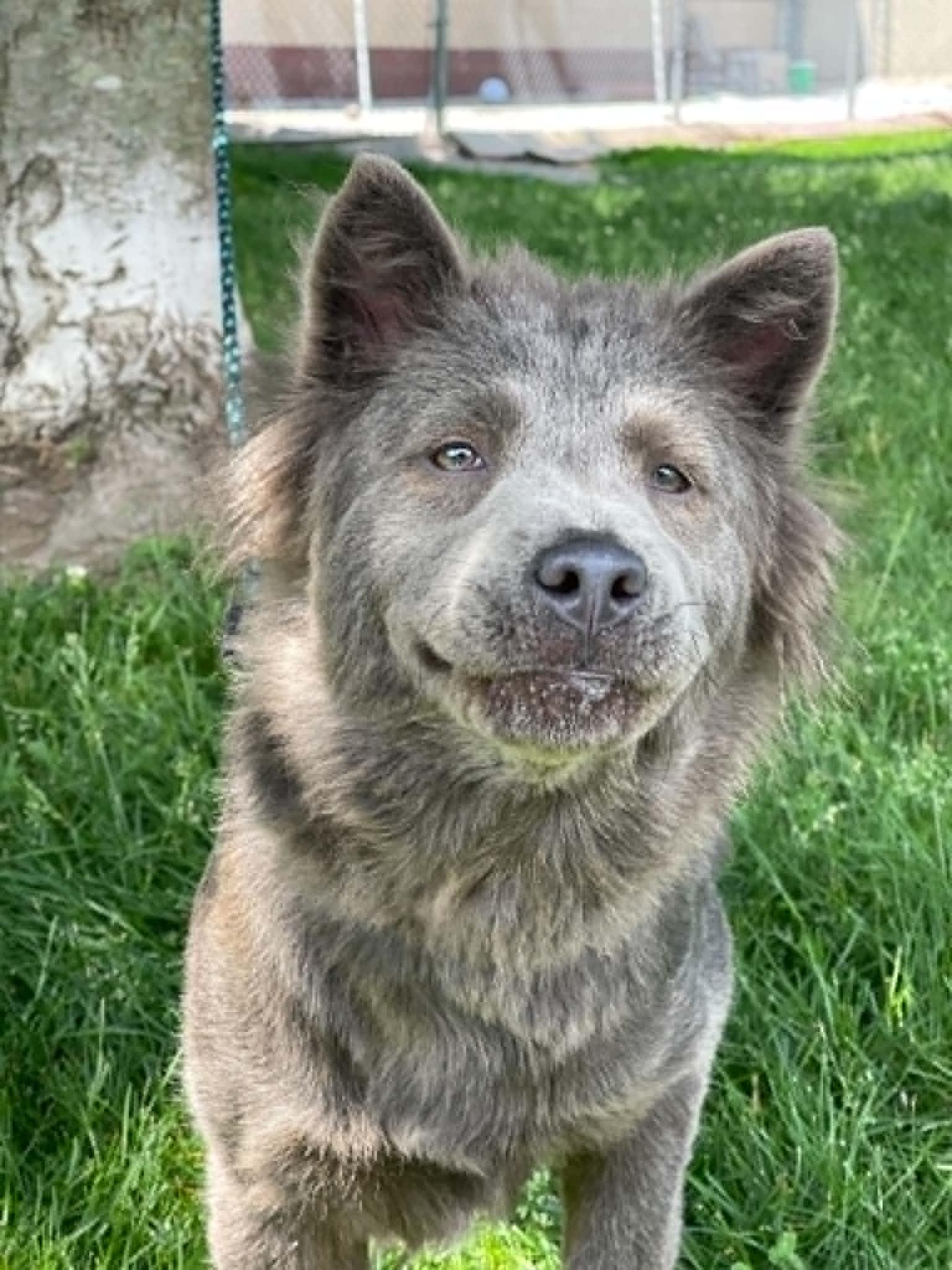 Enlarge Ash, an adopted mixed breed in Springfield, IL image 4/4