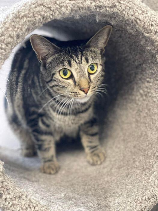 Meadow, a Adoptable Domestic Short Hair in Freeport, NY image 2/6