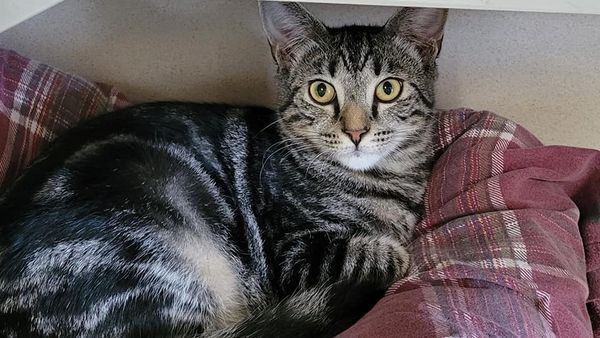 Meadow, a Adoptable Domestic Short Hair in Freeport, NY image 3/6