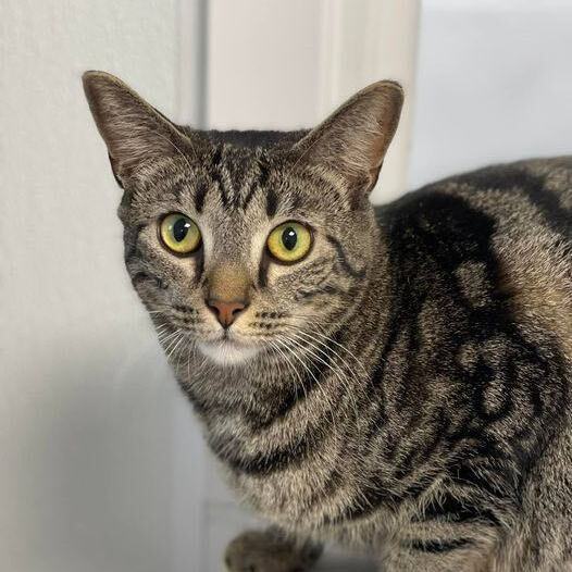 Meadow, a Adoptable Domestic Short Hair in Freeport, NY image 4/6