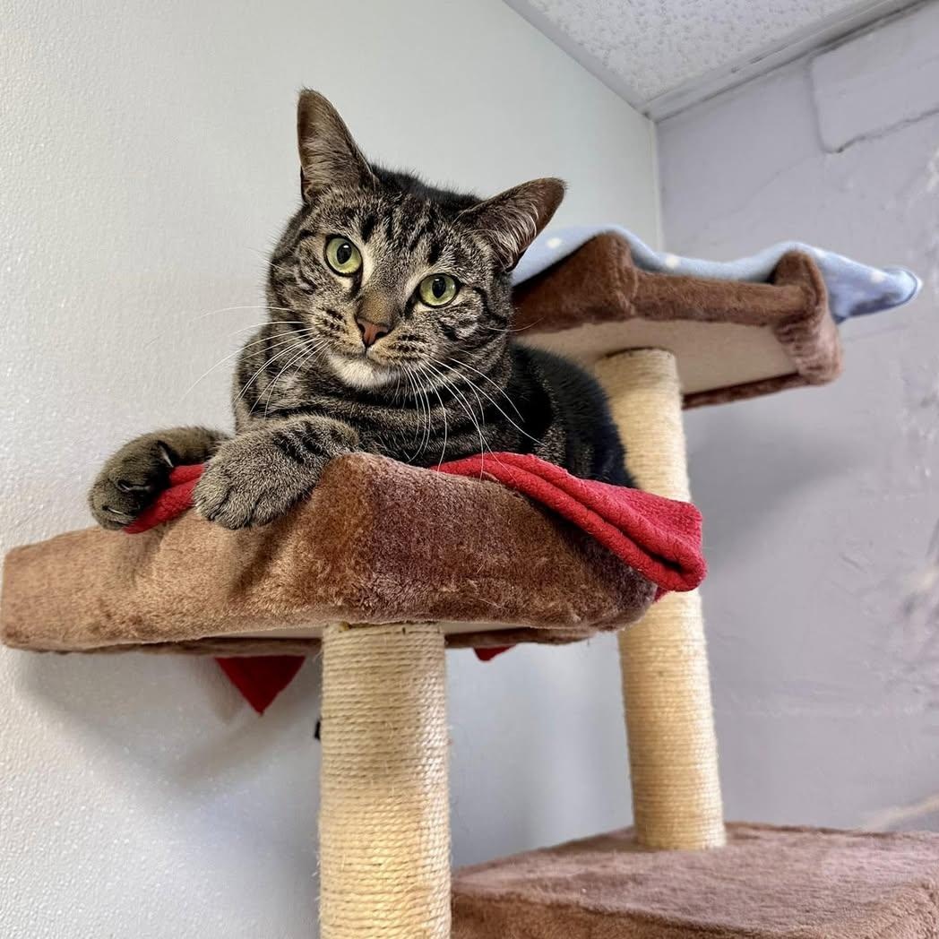 Meadow, a Adoptable Domestic Short Hair in Freeport, NY image 1/6