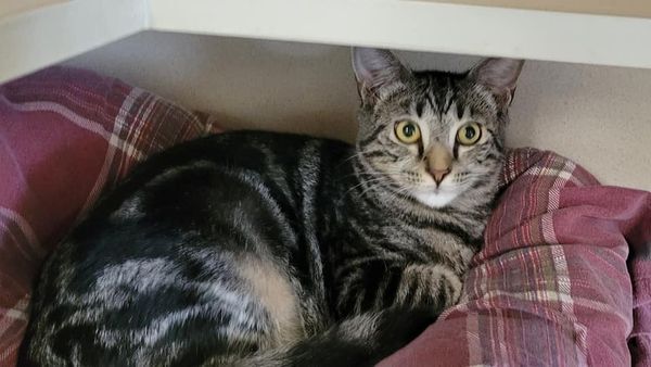 Meadow, a Adoptable Domestic Short Hair in Freeport, NY image 5/6