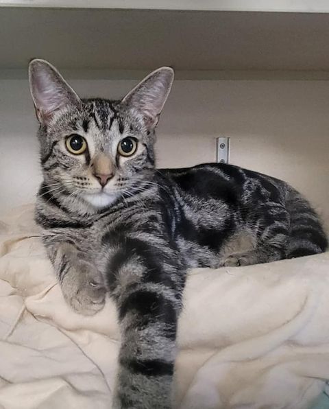 Meadow, a Adoptable Domestic Short Hair in Freeport, NY image 6/6