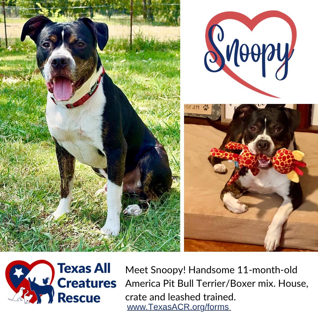 Enlarge Snoopy, a Adoptable mixed breed in Alvarado, TX image 1/1