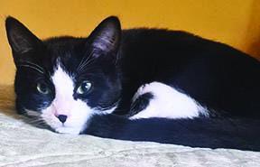 Enlarge Ladybug, a Adoptable Tuxedo in Tiburon, CA image 3/4