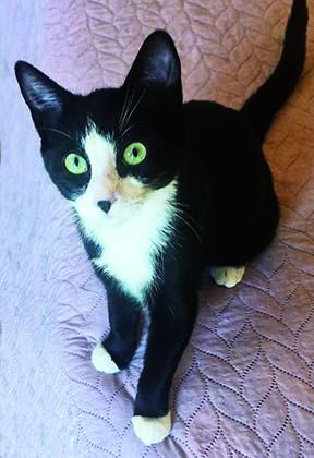Enlarge Ladybug, a Adoptable Tuxedo in Tiburon, CA image 1/4