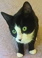 Enlarge Ladybug, a Adoptable Tuxedo in Tiburon, CA image 2/4