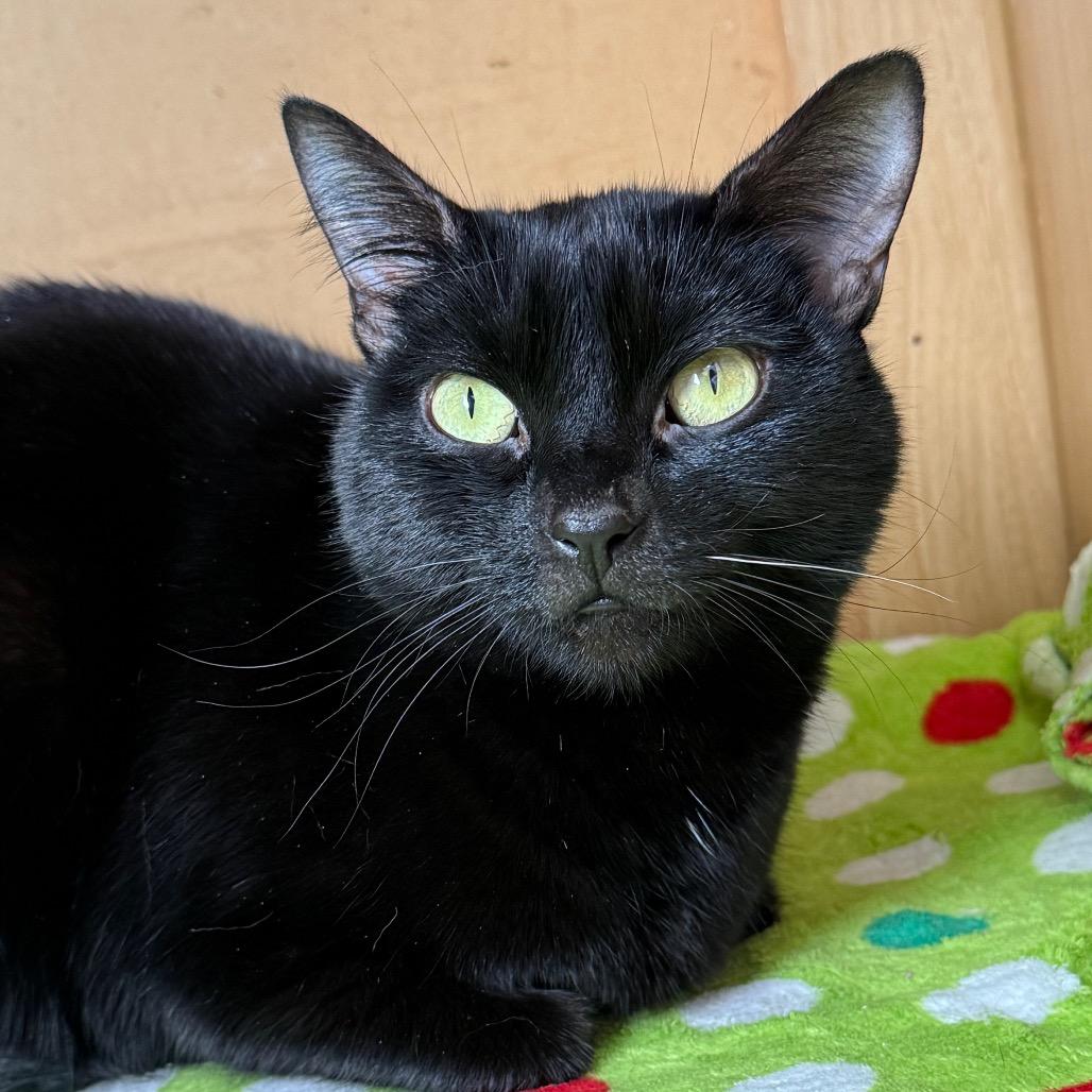 Serena, Adoptable, Adult Female Domestic Short Hair.