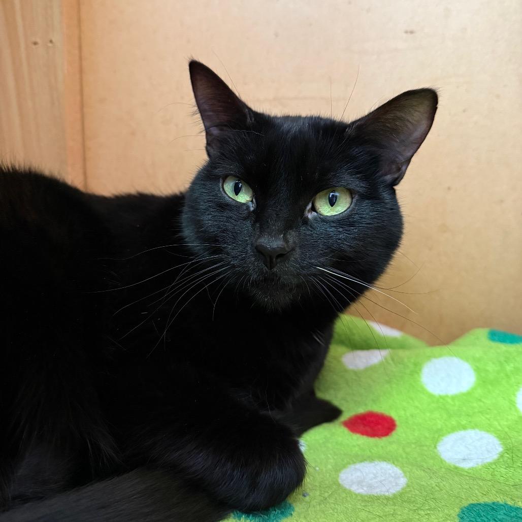 Serena, a Adoptable Domestic Short Hair in Fenton, MI image 2/2