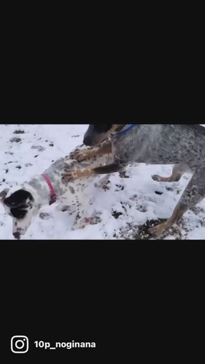 Enlarge Benjamin, a Adopted Cattle Dog in Converse, TX video 6/12