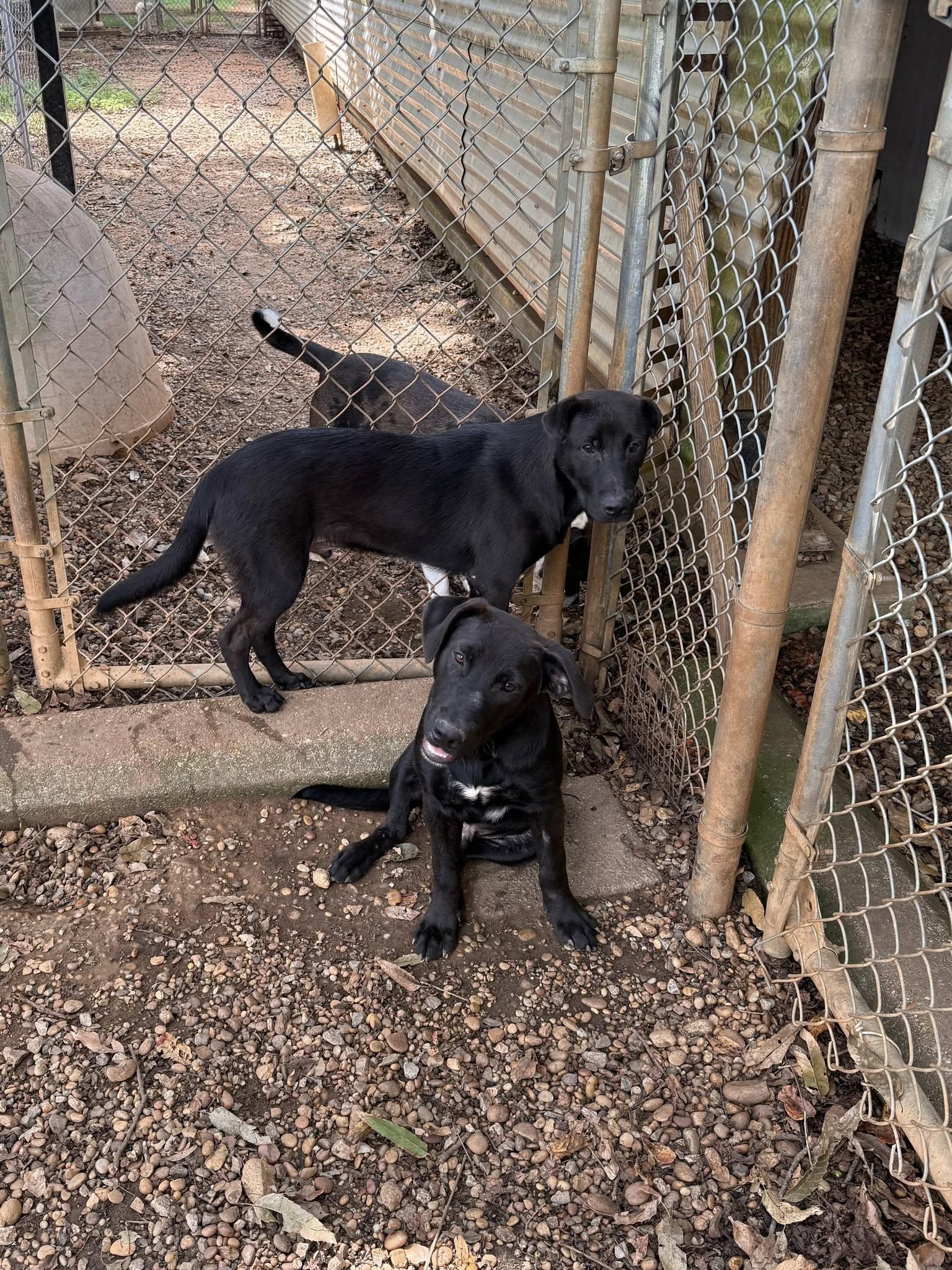 Enlarge Netflix and Hulu, a Adoptable mixed breed in Greensboro, AL image 1/1
