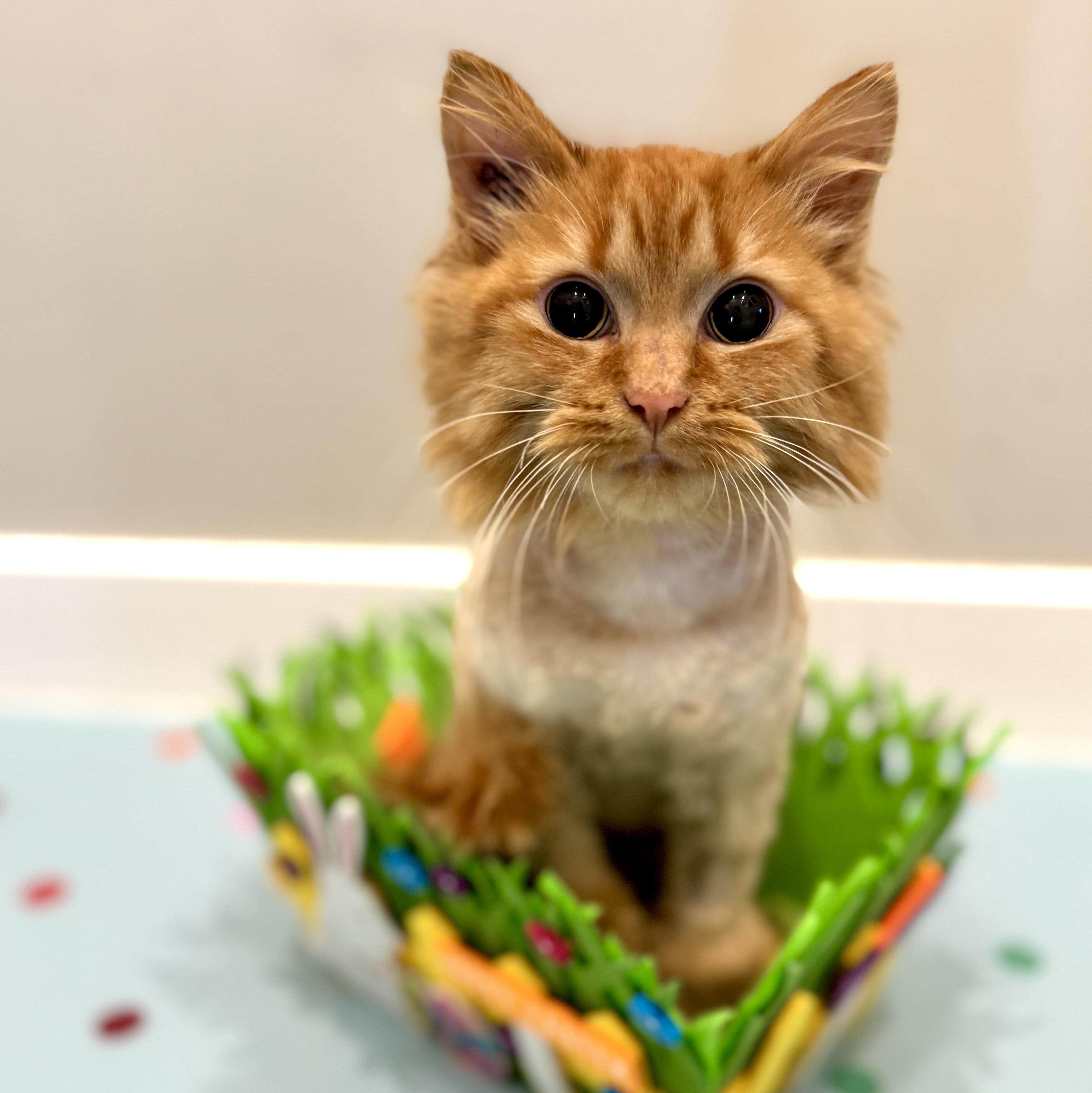 Tross, ADOPTABLE, Kitten Male Domestic Long Hair.