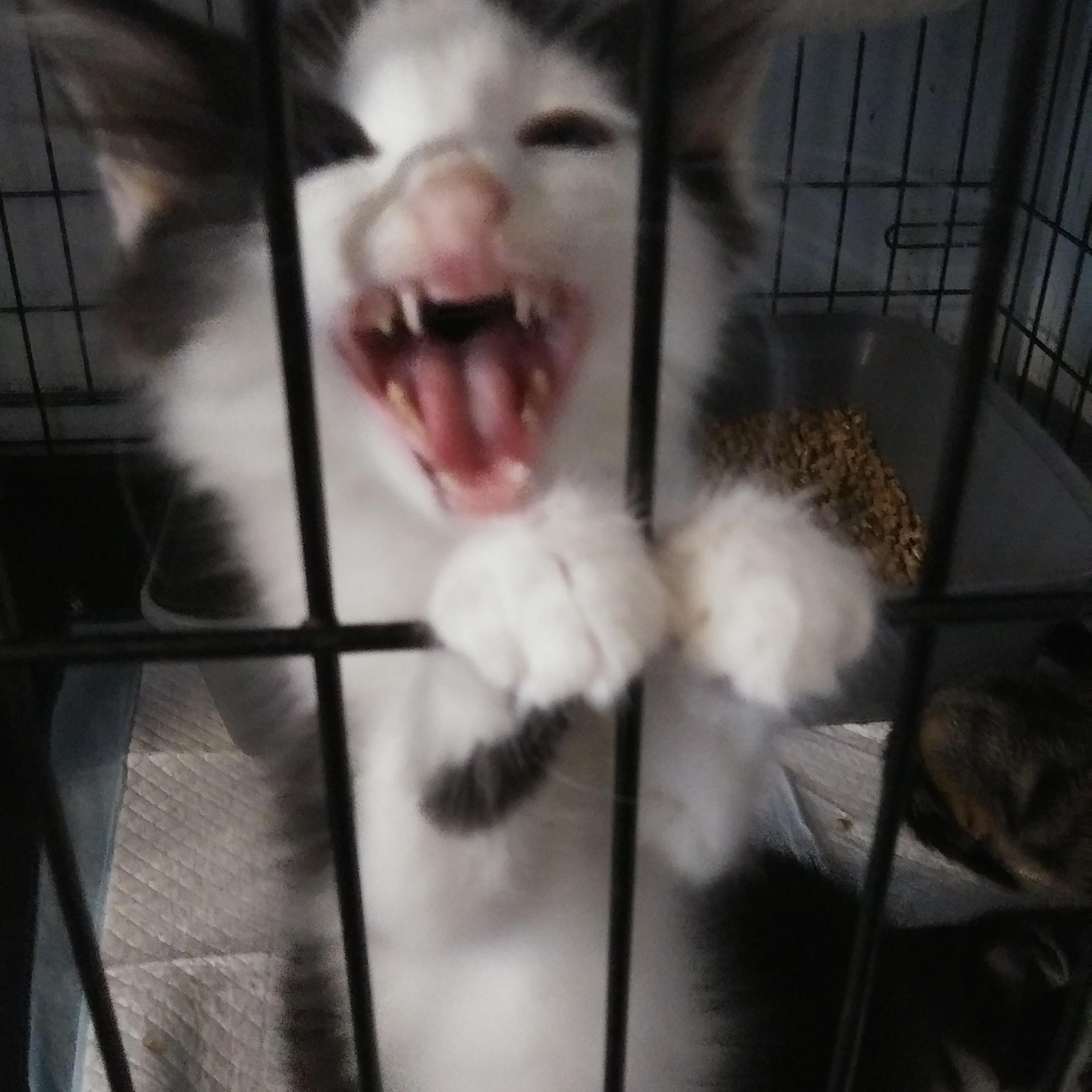 Hansel - one of Hazel's boys, Adopted, Kitten Male Domestic Long Hair.