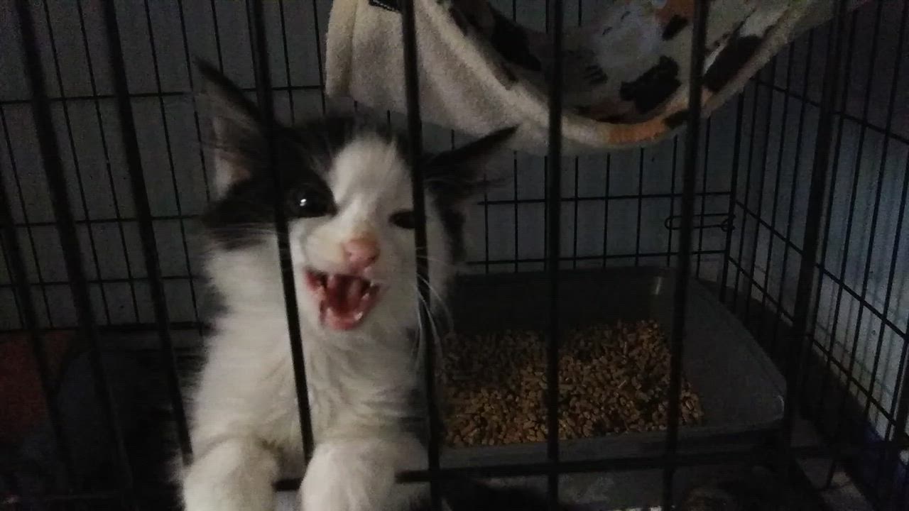 Enlarge Hansel - one of Hazel's boys, a Adopted Domestic Long Hair in Port Wentworth, GA video 3/3