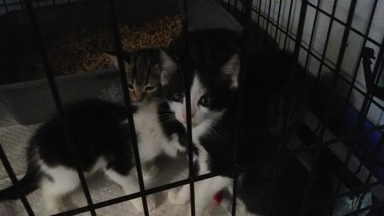 Enlarge Hansel - one of Hazel's boys, a Adopted Domestic Long Hair in Port Wentworth, GA video 2/3