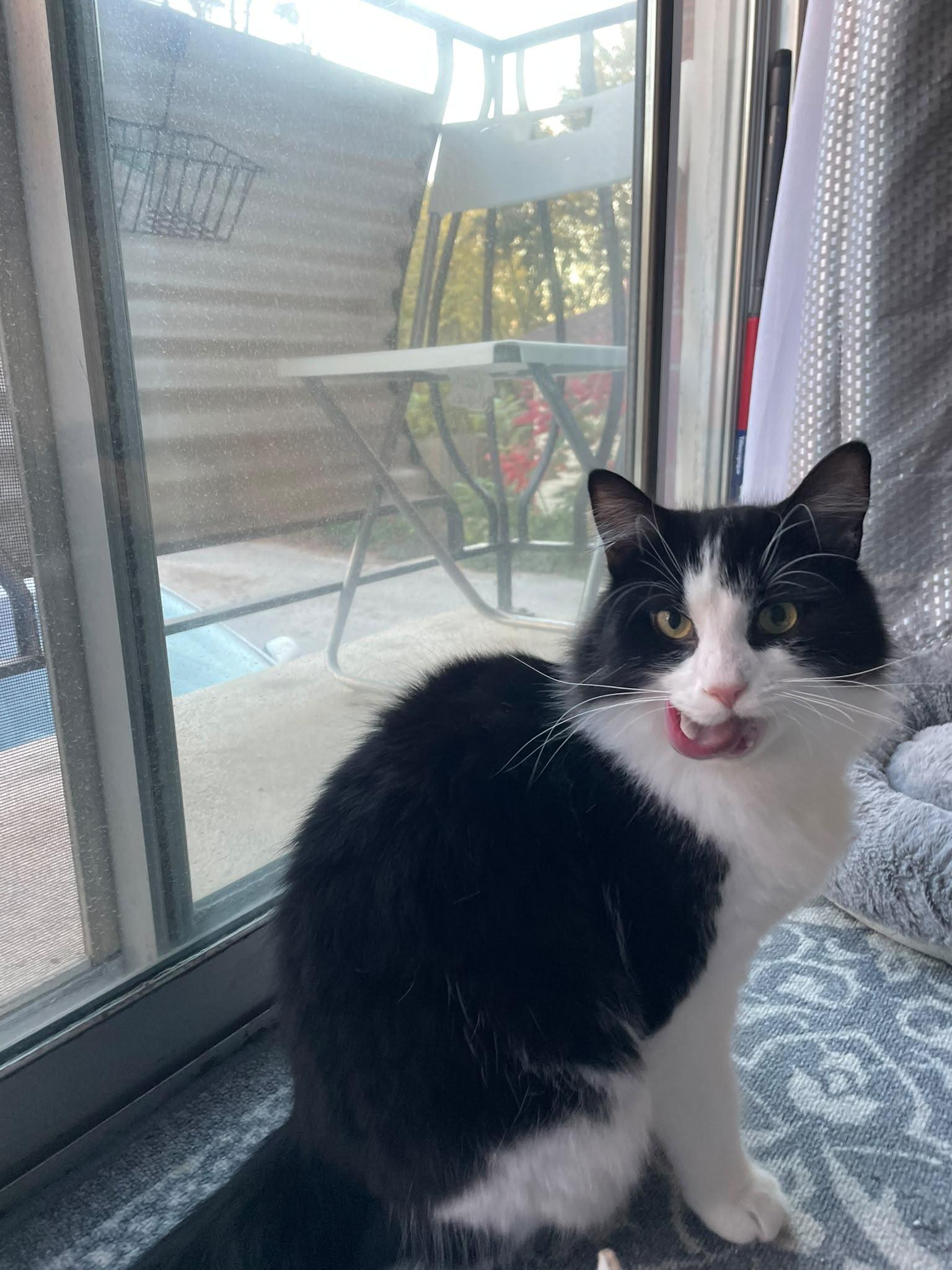 Enlarge Hudson and Jasper, a Adoptable Domestic Medium Hair in Cambridge, ON image 5/6