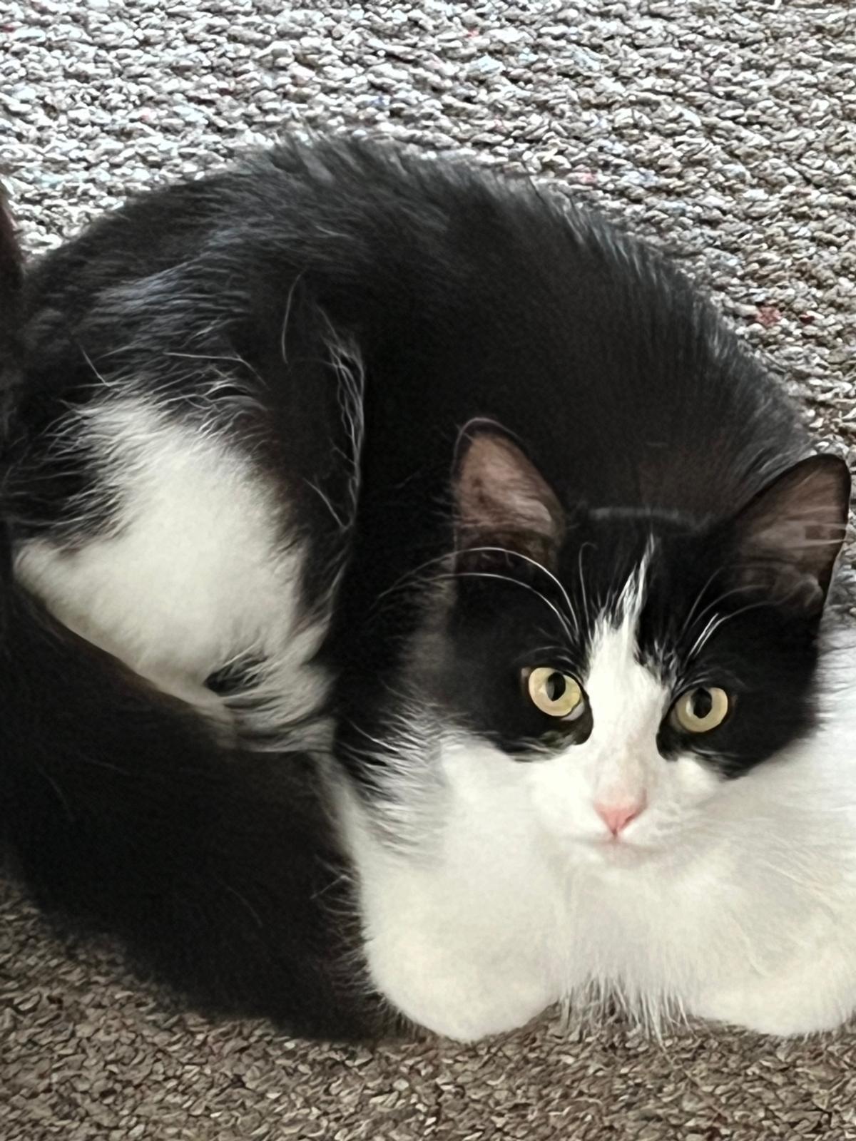Hudson, a ADOPTABLE Domestic Medium Hair in Cambridge, ON image 3/3