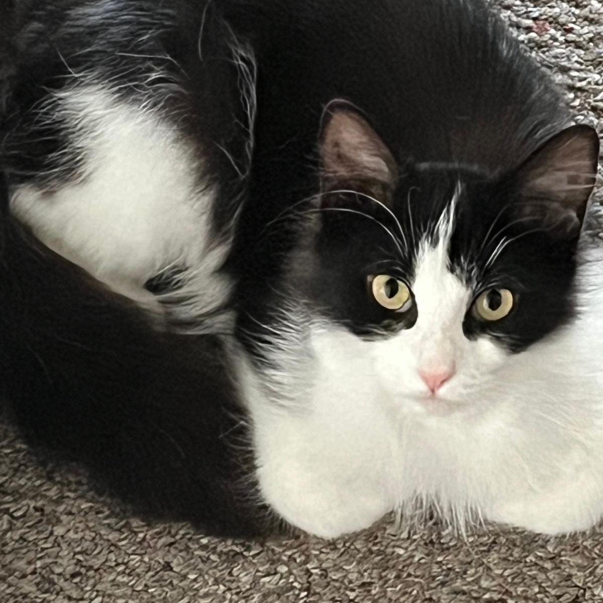 Hudson, a ADOPTABLE Domestic Medium Hair in Cambridge, ON image 1/3