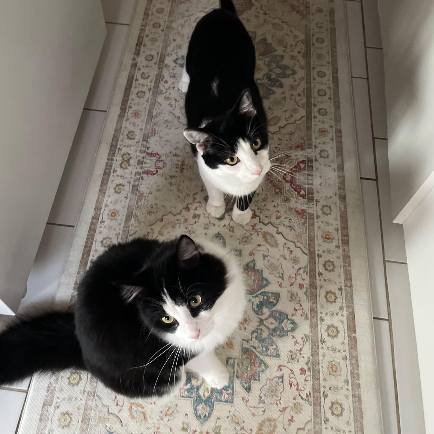 Enlarge Hudson and Jasper, a Adoptable Domestic Medium Hair in Cambridge, ON image 6/6