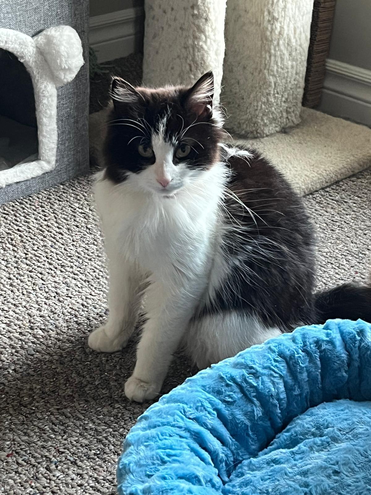 Hudson, a ADOPTABLE Domestic Medium Hair in Cambridge, ON image 2/3