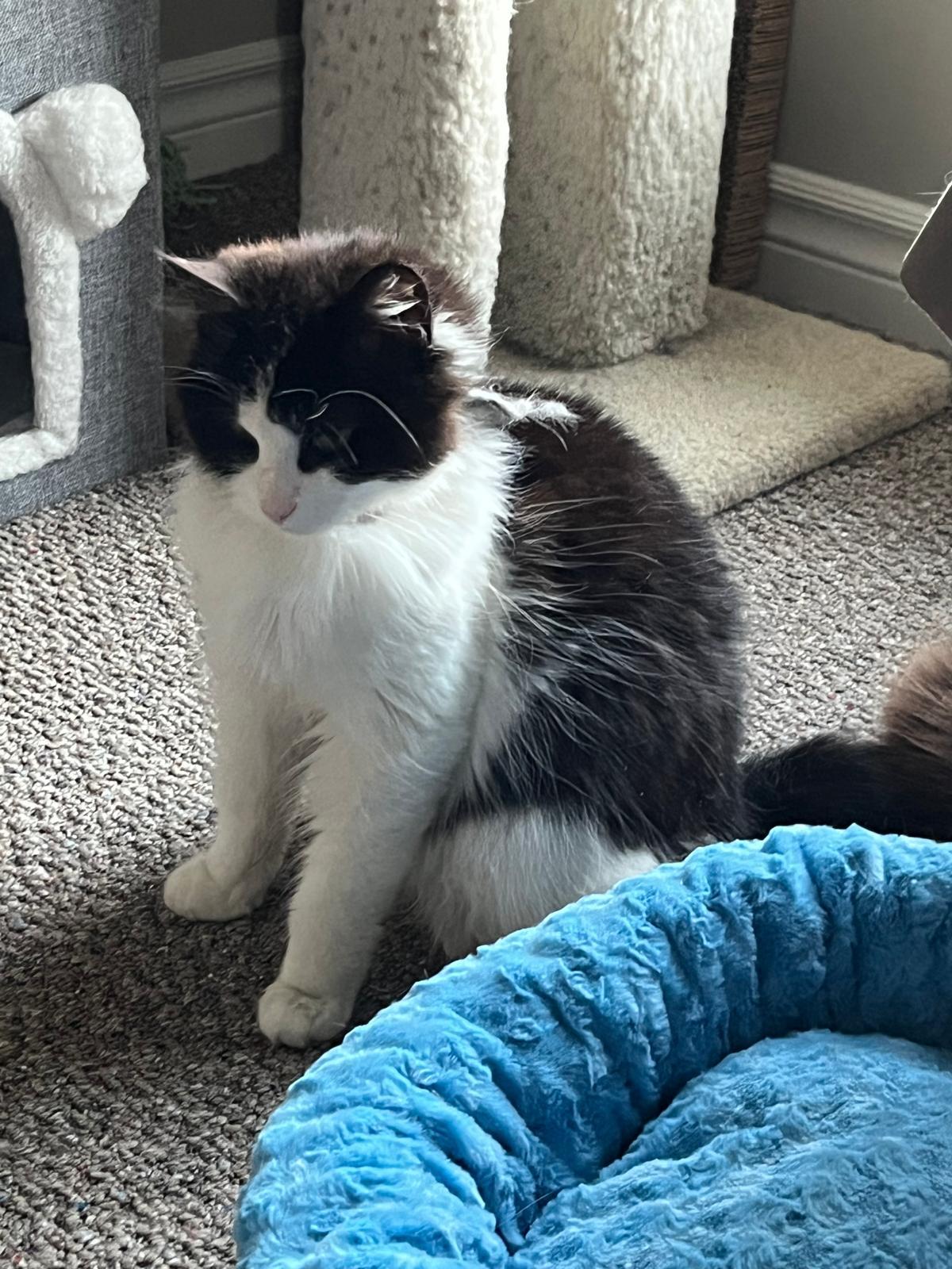 Hudson, ADOPTABLE, Young Male Domestic Medium Hair.