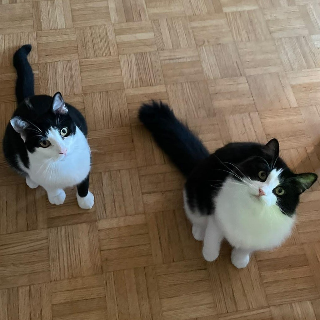 Hudson and Jasper, Adoptable, Young Female Domestic Medium Hair.