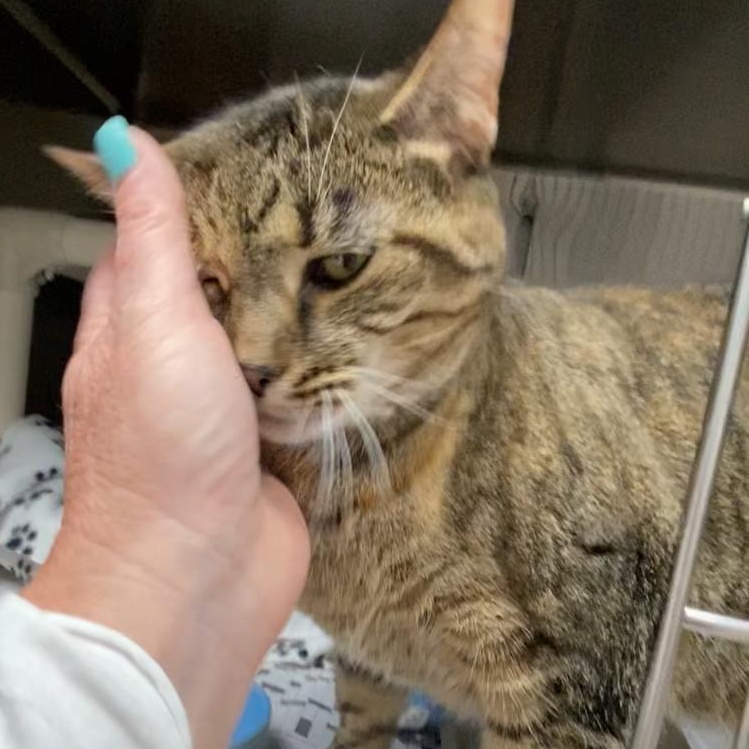 Julie, Adult Female Domestic Short Hair