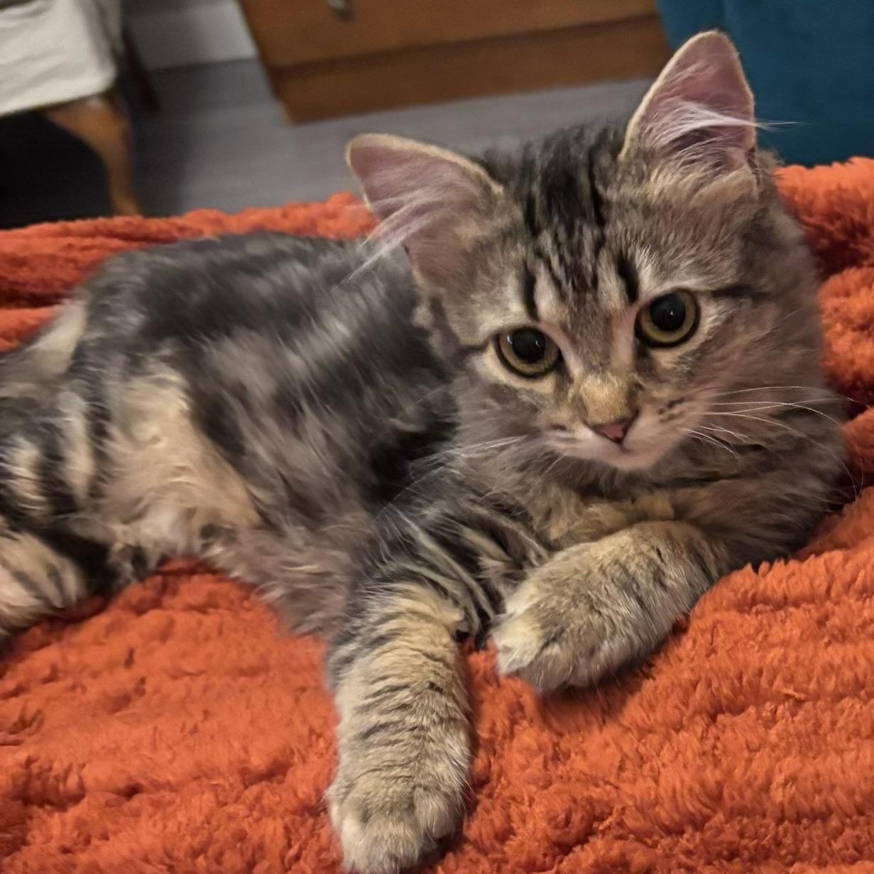Enlarge Duffy, a Adoptable Tabby in Newport, OR image 3/4