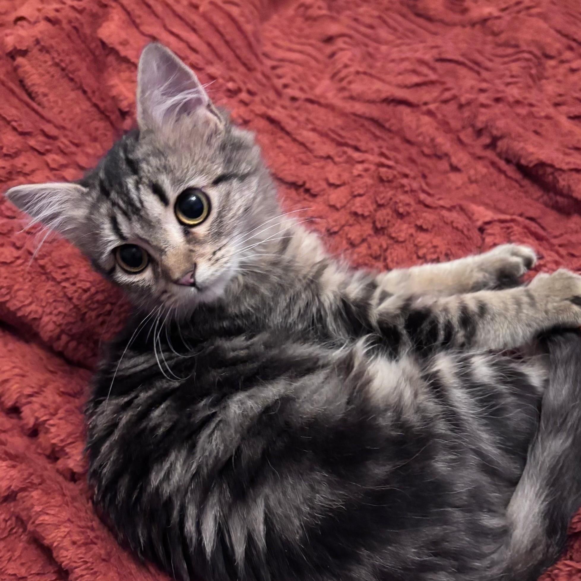 Duffy, Adoptable, Young Male Tabby.