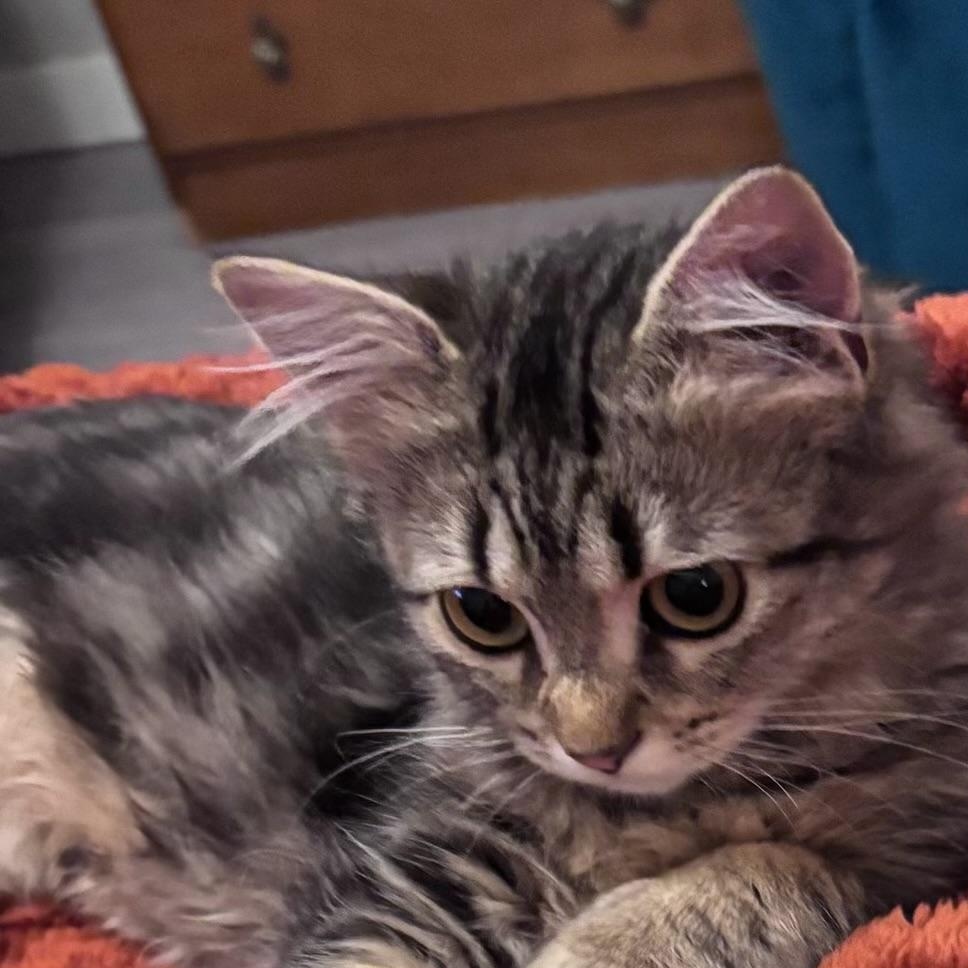 Enlarge Duffy, a Adoptable Tabby in Newport, OR image 4/4