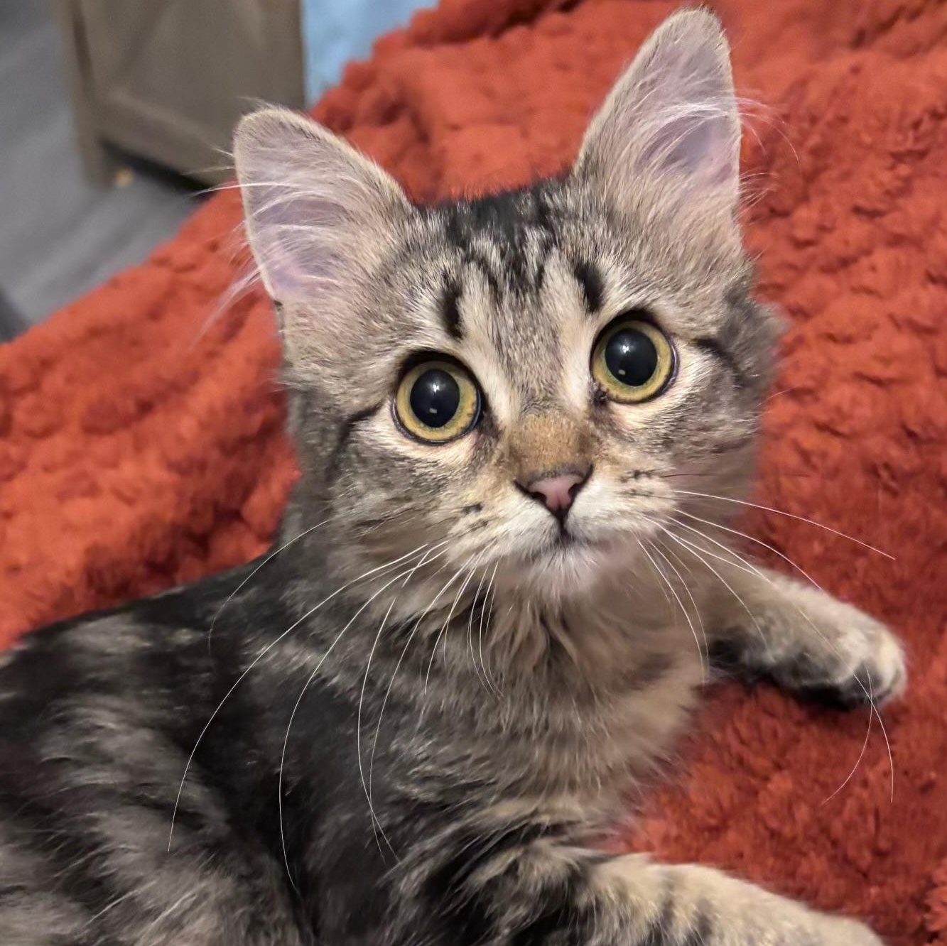 Enlarge Duffy, a Adoptable Tabby in Newport, OR image 2/4