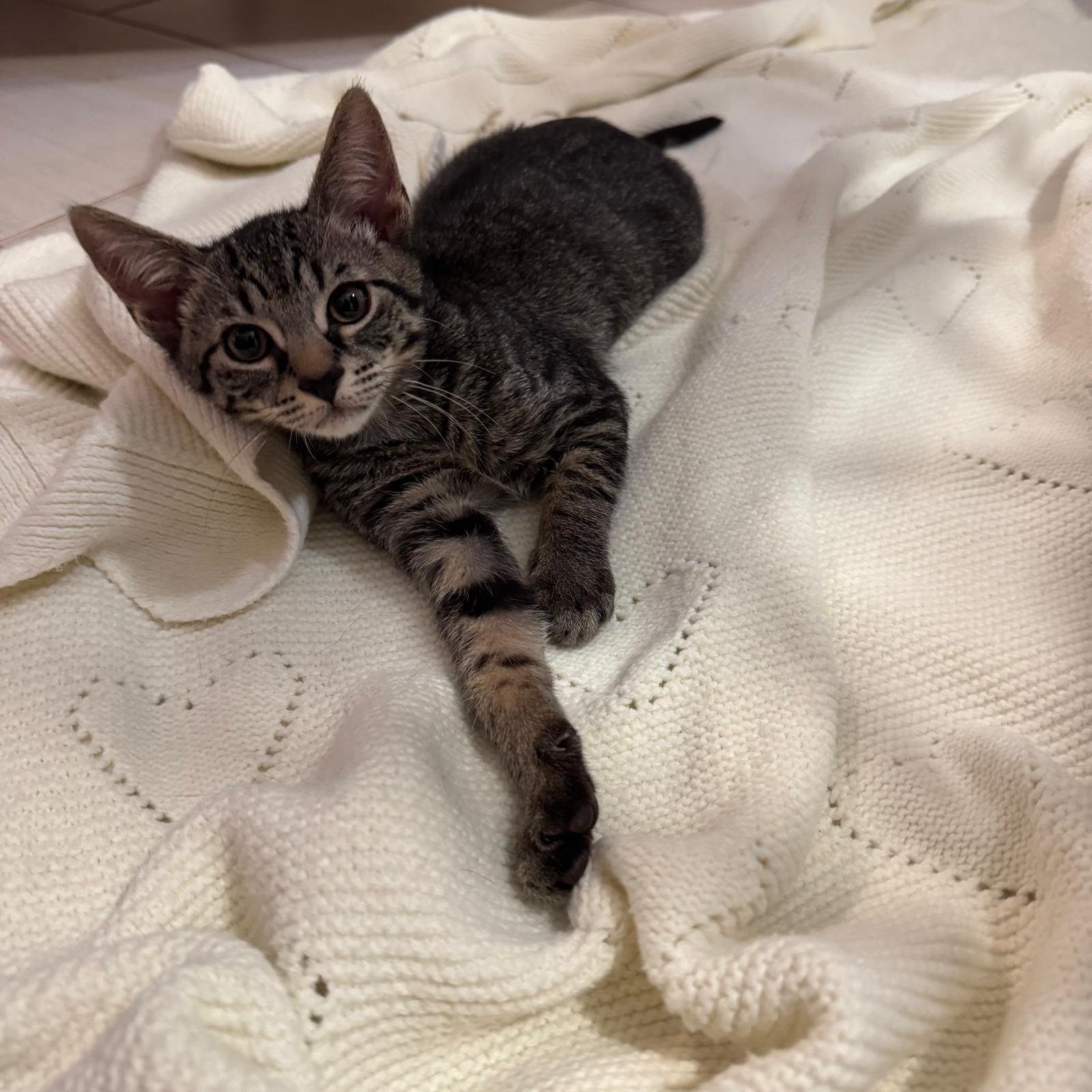 Indigo, a Adoptable Domestic Short Hair in Tampa, FL image 2/3
