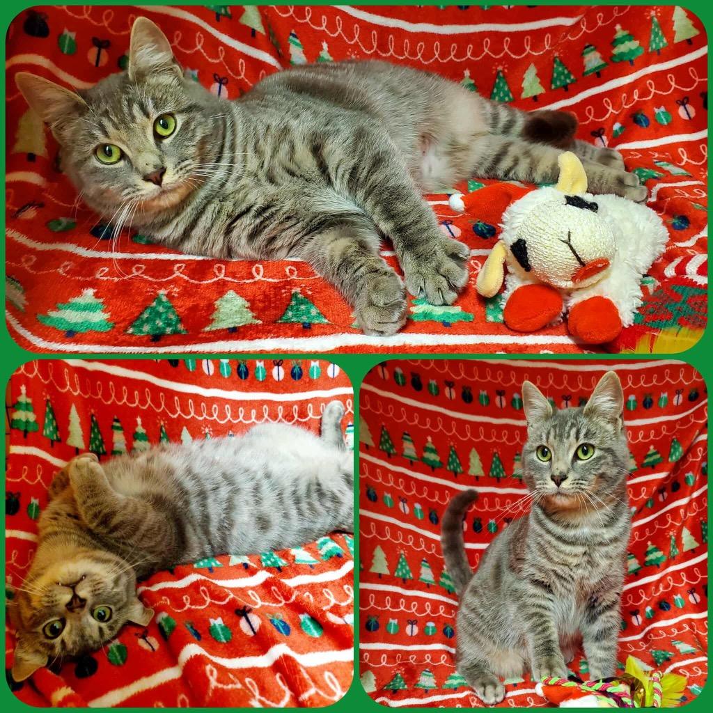 Helix, Adoptable, Young Male Domestic Short Hair.