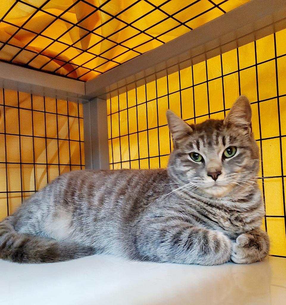 Enlarge Helix, a Adoptable mixed breed in Grants Pass, OR image 2/5