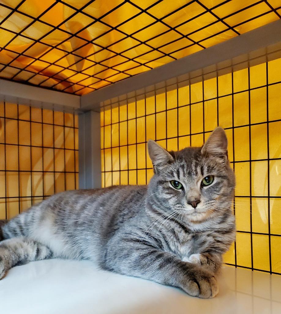 Enlarge Helix, a Adoptable mixed breed in Grants Pass, OR image 3/5