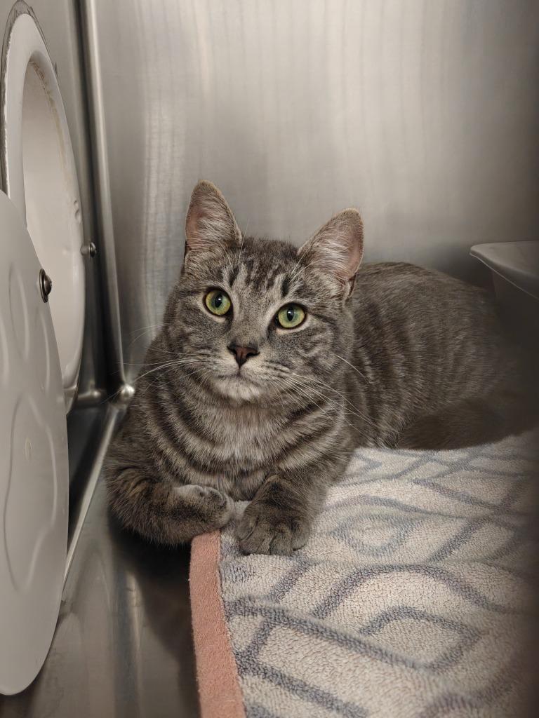 Enlarge Helix, a Adoptable mixed breed in Grants Pass, OR image 5/5