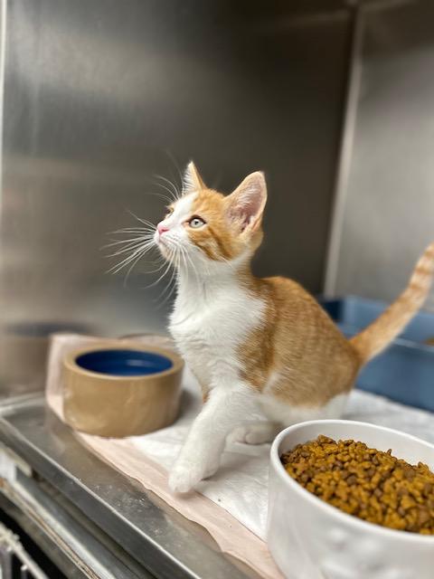 Corduroy, Adoptable, Kitten Male Domestic Short Hair.